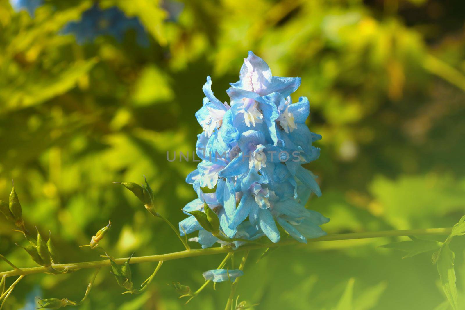 The blue flower blooms in the spring in the park