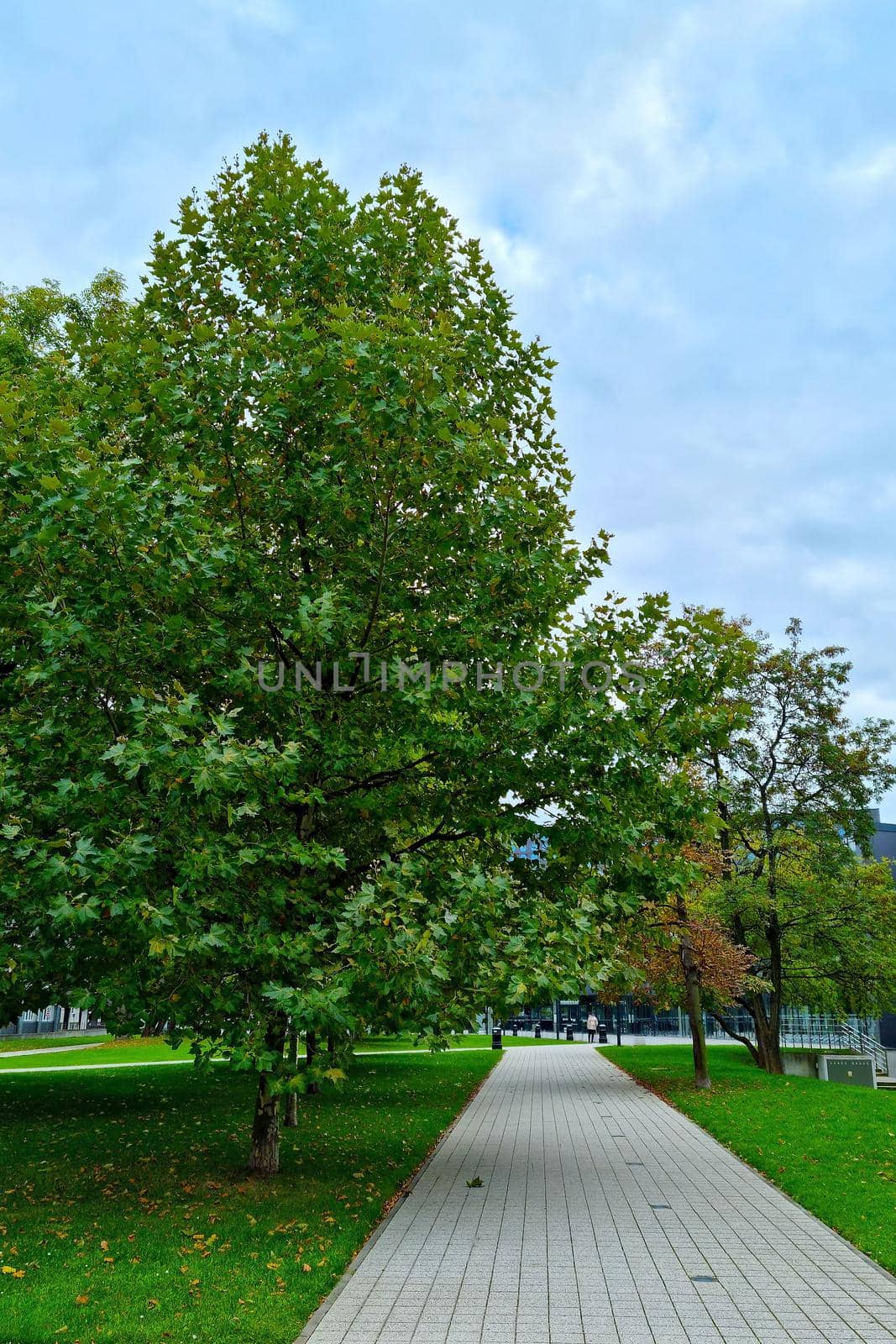 View of the footpath in a green young park in the city. by kip02kas