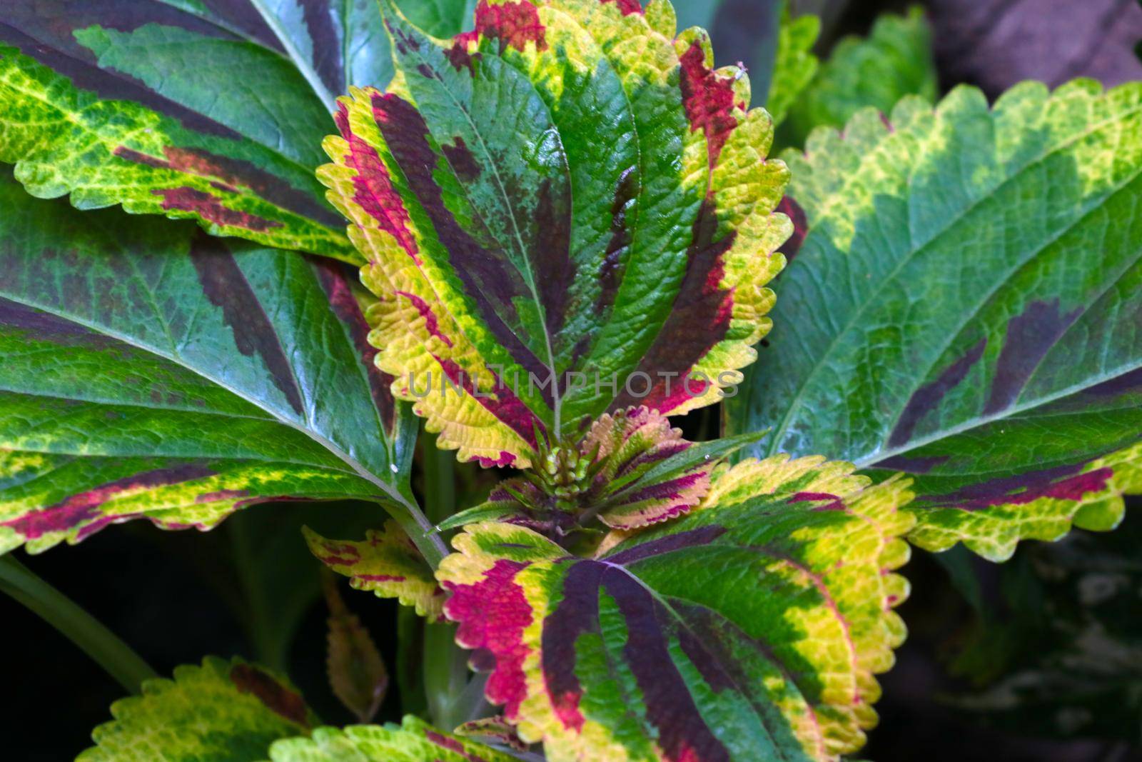 Multicolored leaves of a houseplant, background, texture of greenery