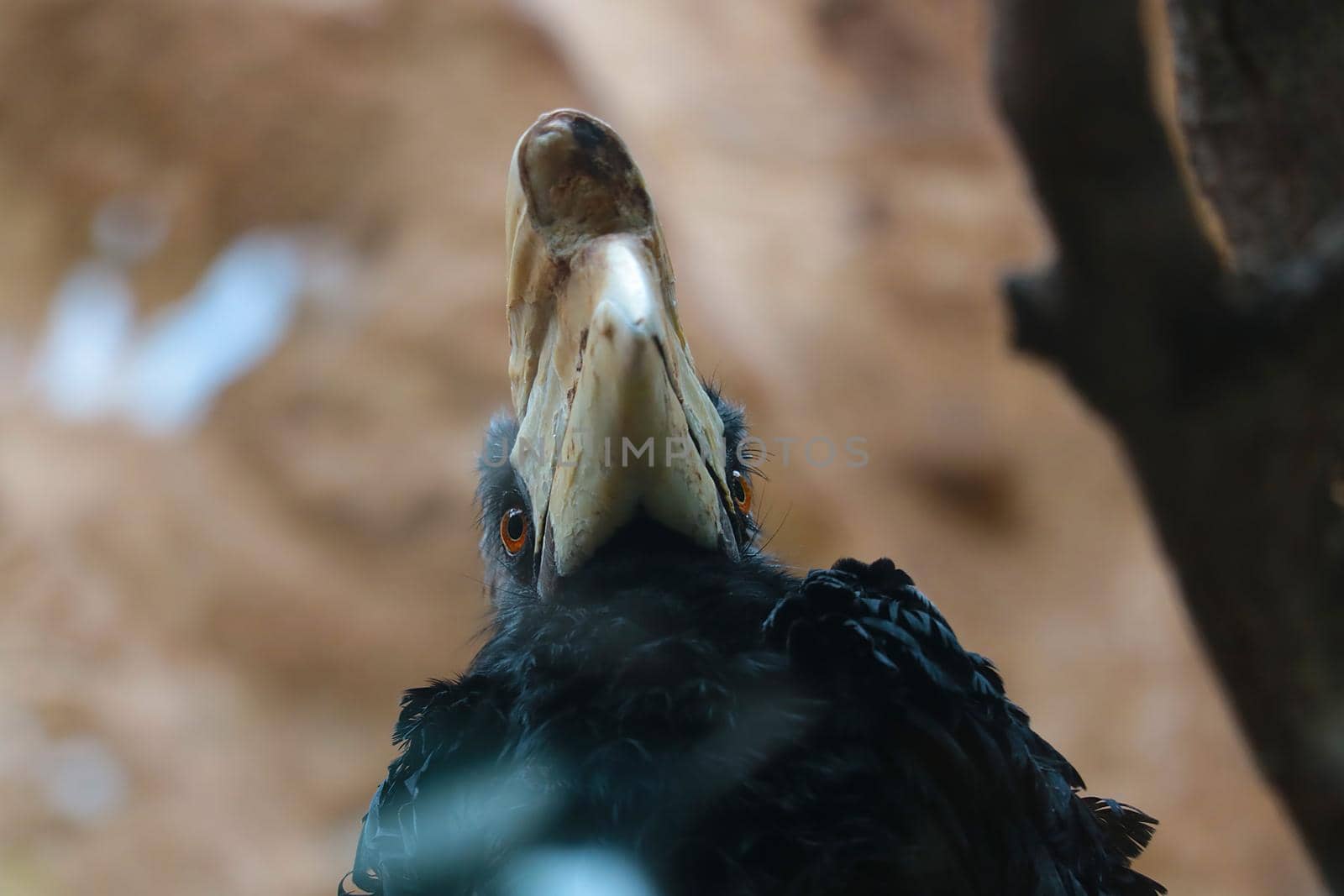 The view from below of the rhinoceros bird. A family of birds from the eponymous order