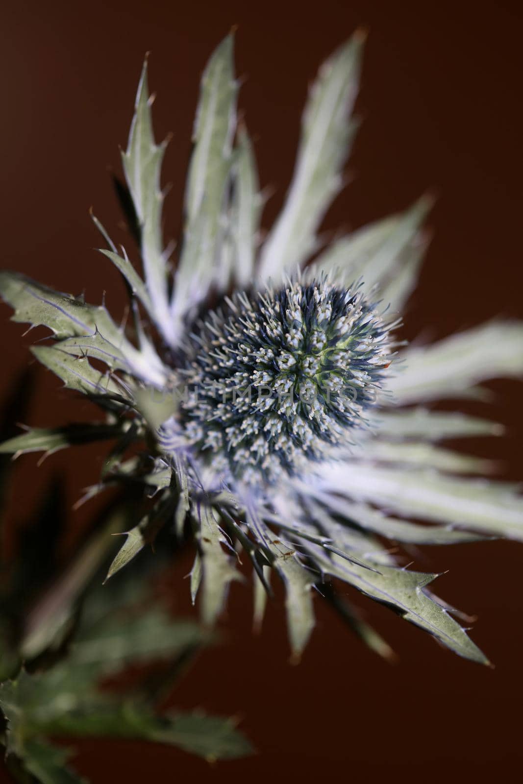 Wild mountain flower summer blossom Eryngium planum family Apiaceae modern botanical background high quality big size prints wall poster