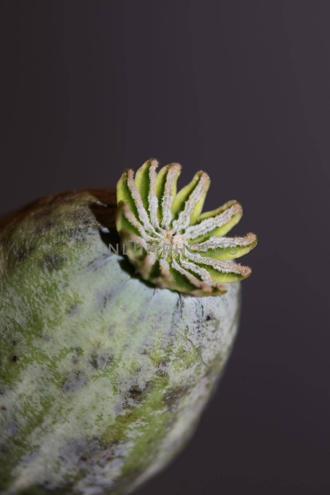 Opium fruit papaver somniferum family papavaraceae close up botanical background high quality big size prints home decor agricultural psychoactive flowers by BakalaeroZz