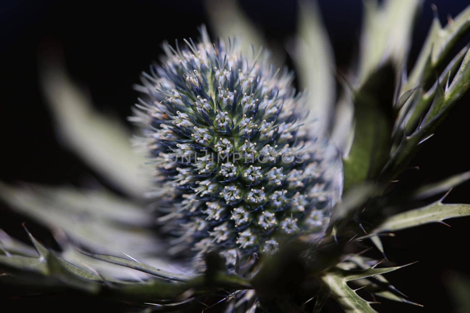 Wild mountain flower summer blossom Eryngium planum family Apiaceae modern botanical background high quality big size prints wall poster