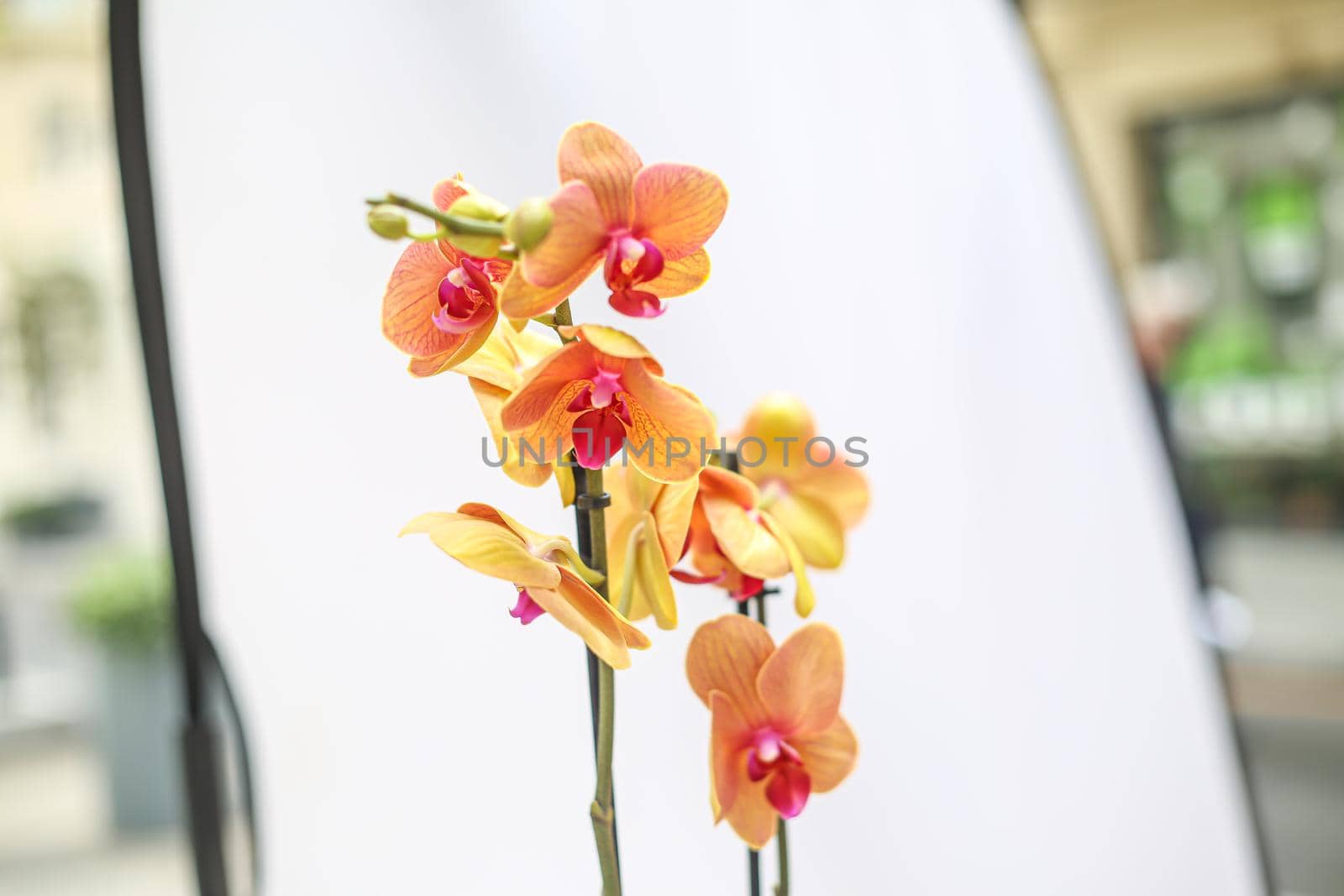 Beautiful tropical orchid flower. isolated orange orchid flower. white background. Space for text