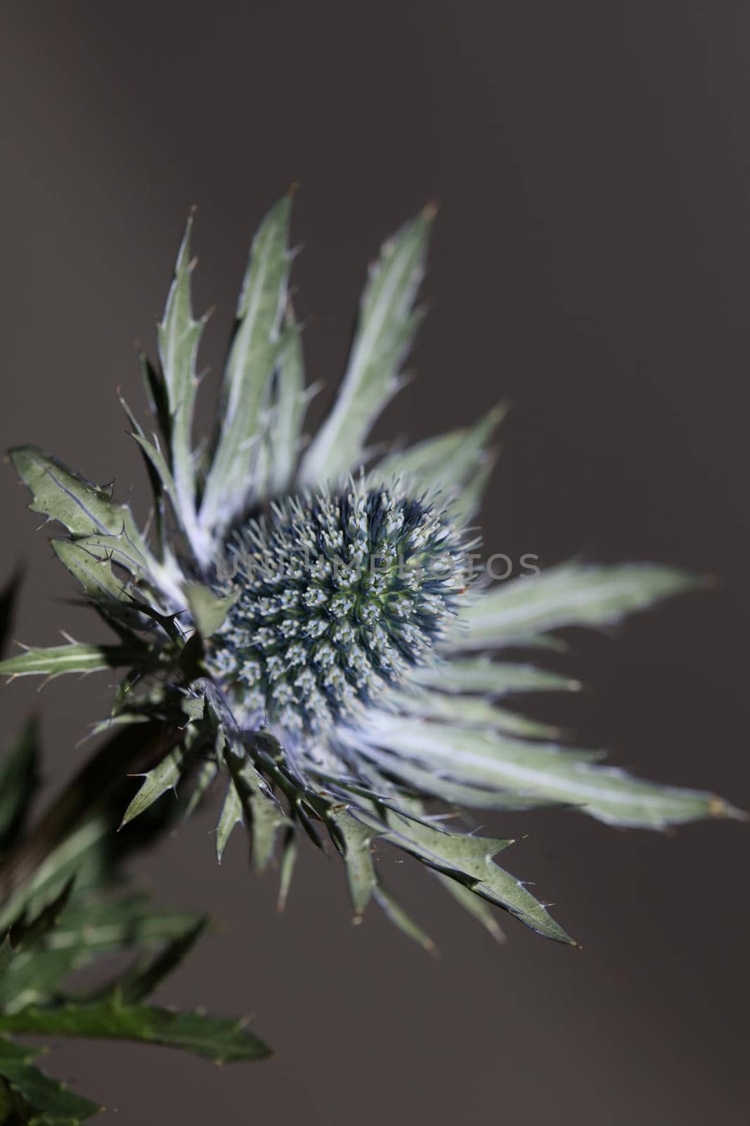 Wild mountain flower summer blossom Eryngium planum family Apiaceae modern botanical background high quality big size prints wall poster