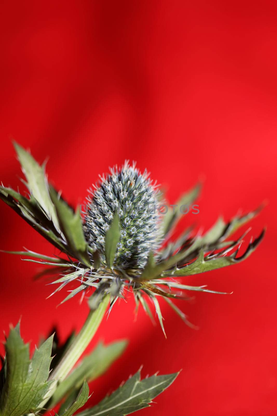 Wild mountain flower summer blossom Eryngium planum family Apiaceae modern botanical background high quality big size prints wall poster