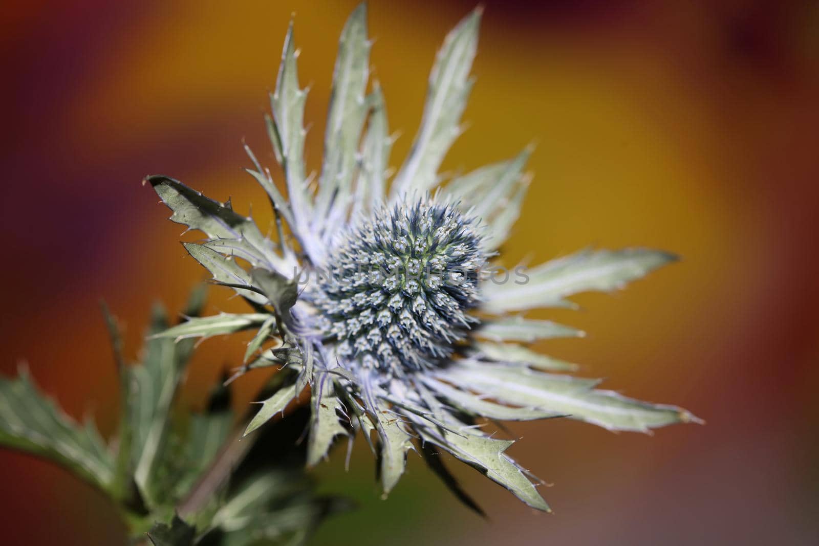 Wild mountain flower summer blossom Eryngium planum family Apiaceae modern botanical background high quality big size print wall poster by BakalaeroZz