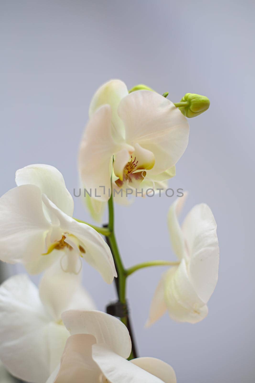 Beautiful tropical orchid flower. isolated white orchid flower. white background. Space for text