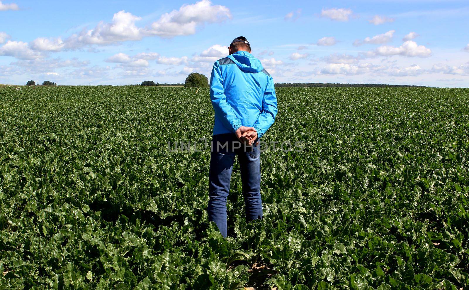 The cultivation of sugar beet. Agronomist inspects the sugar beetroot