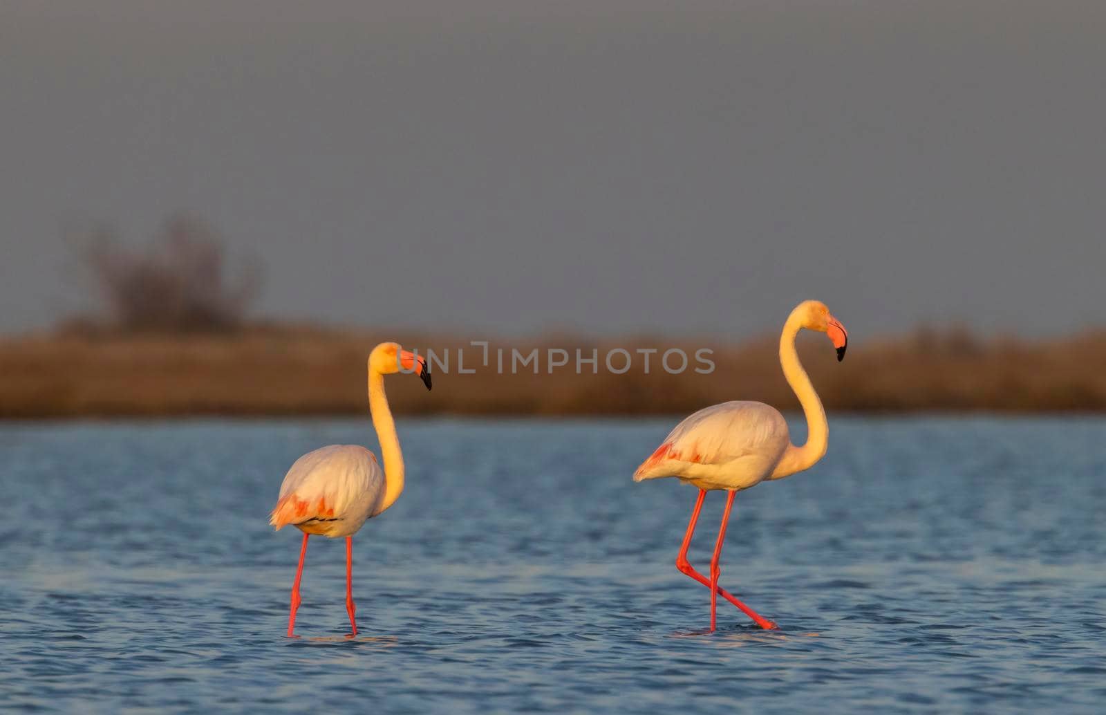 Flamingo in Parc Naturel regional de Camargue, Provence, France by phbcz