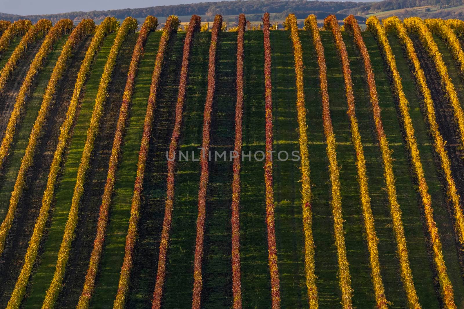 Autumn vineyard near Velke Bilovice, Southern Moravia, Czech Republic