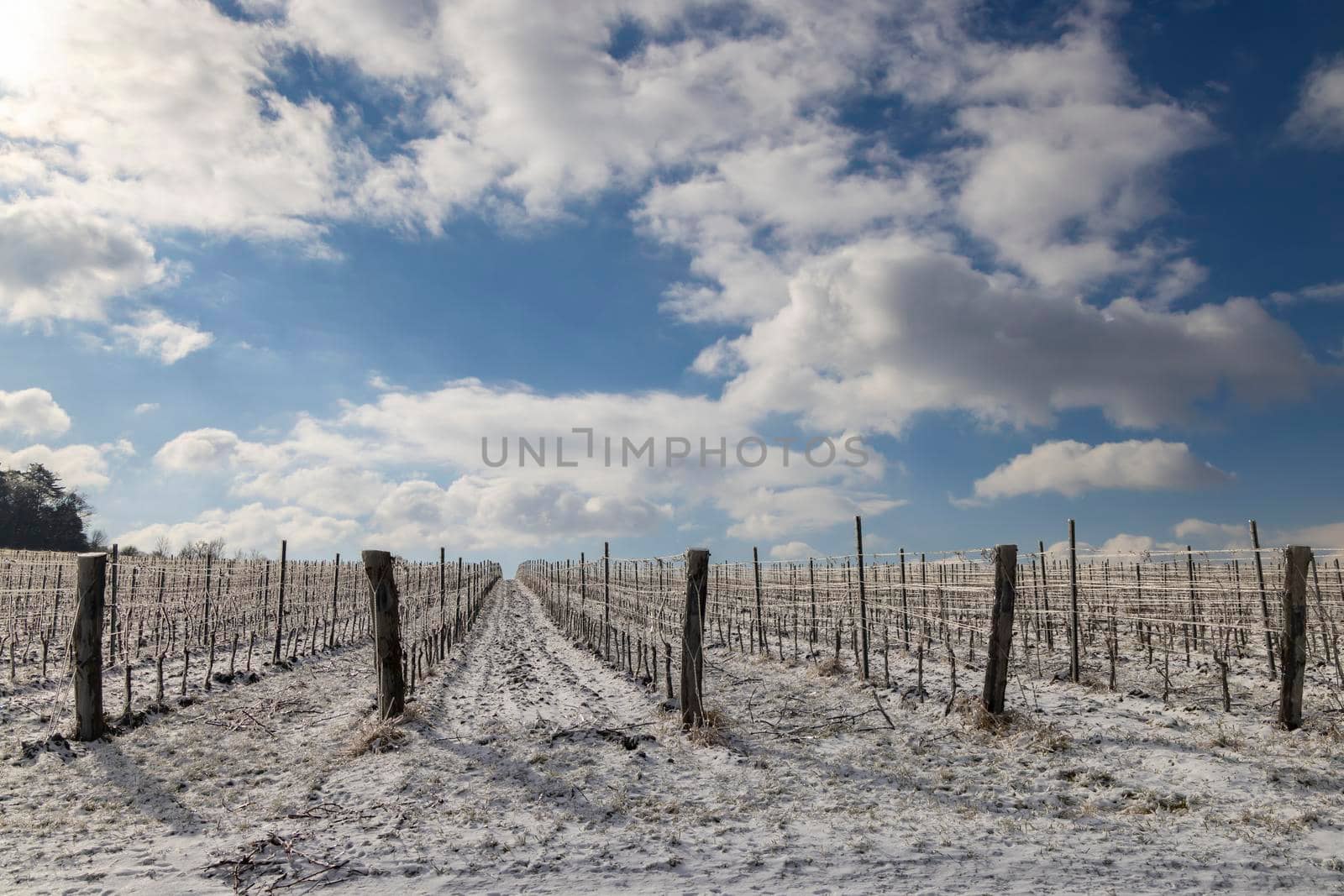 Winter vineyard near Mikulov, Palava region, Southern Moravia, Czech Republic