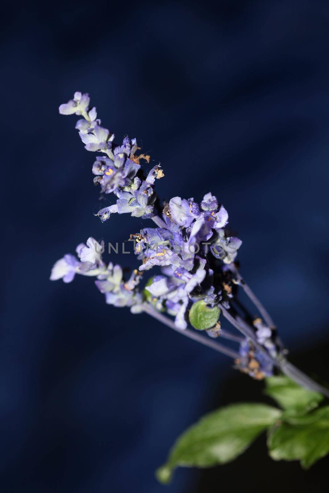 Flower blossom salvia divinorum family lamiaceae close up botanical background high quality big size prints home decor agricultural psychoactive flowers