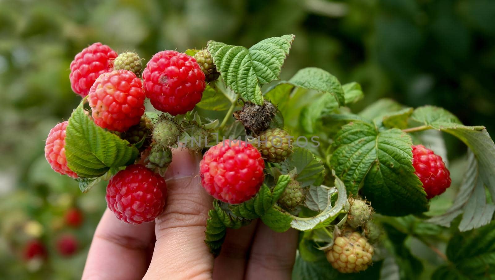 Harvesting fresh raspberries on farmland. Hands, berries.