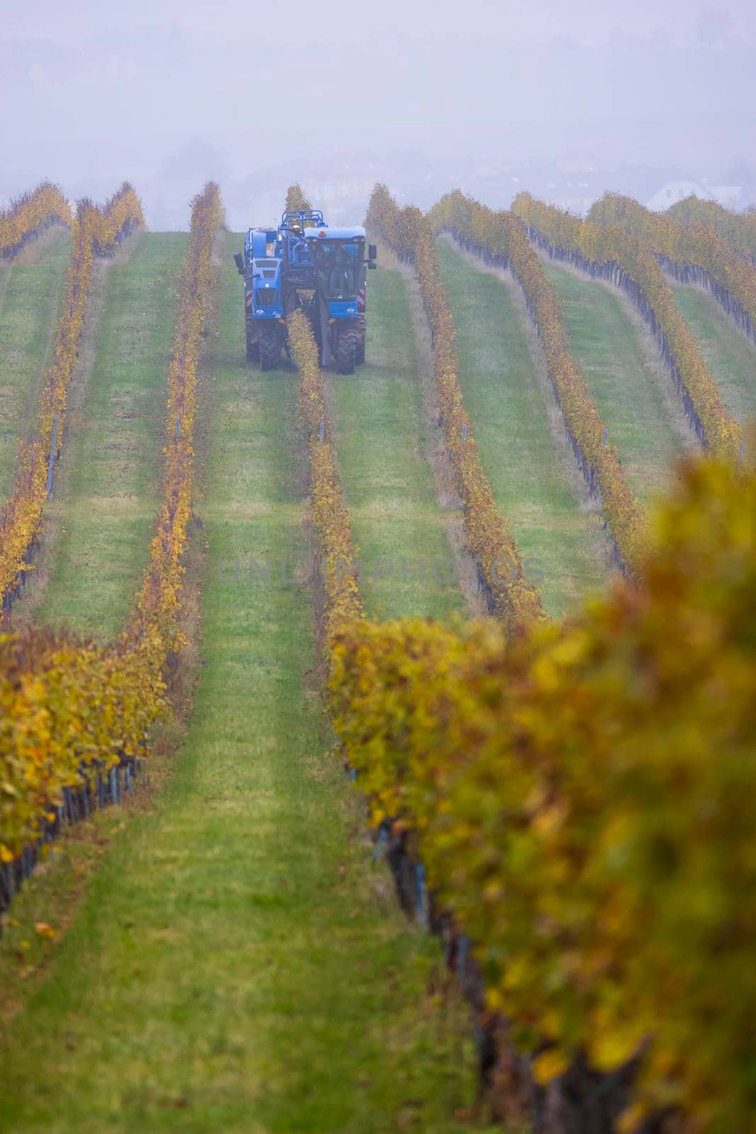 harvesting grapes with a combine harvester, Southern Moravia, Czech Republic