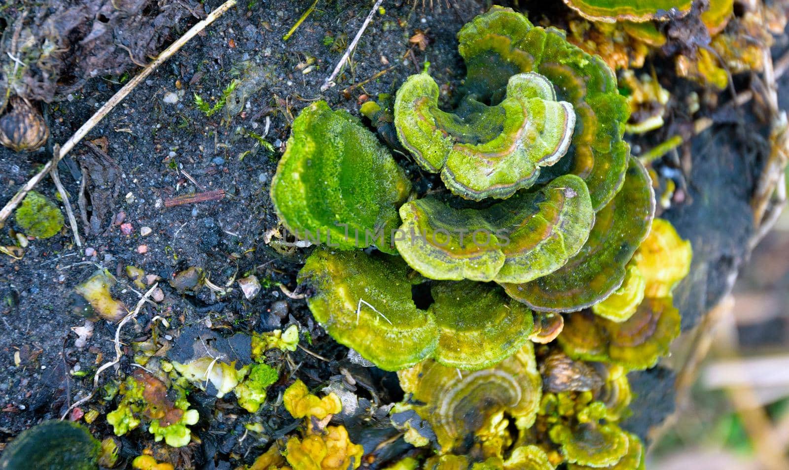 Mushrooms and fungi growing on a old tree stump