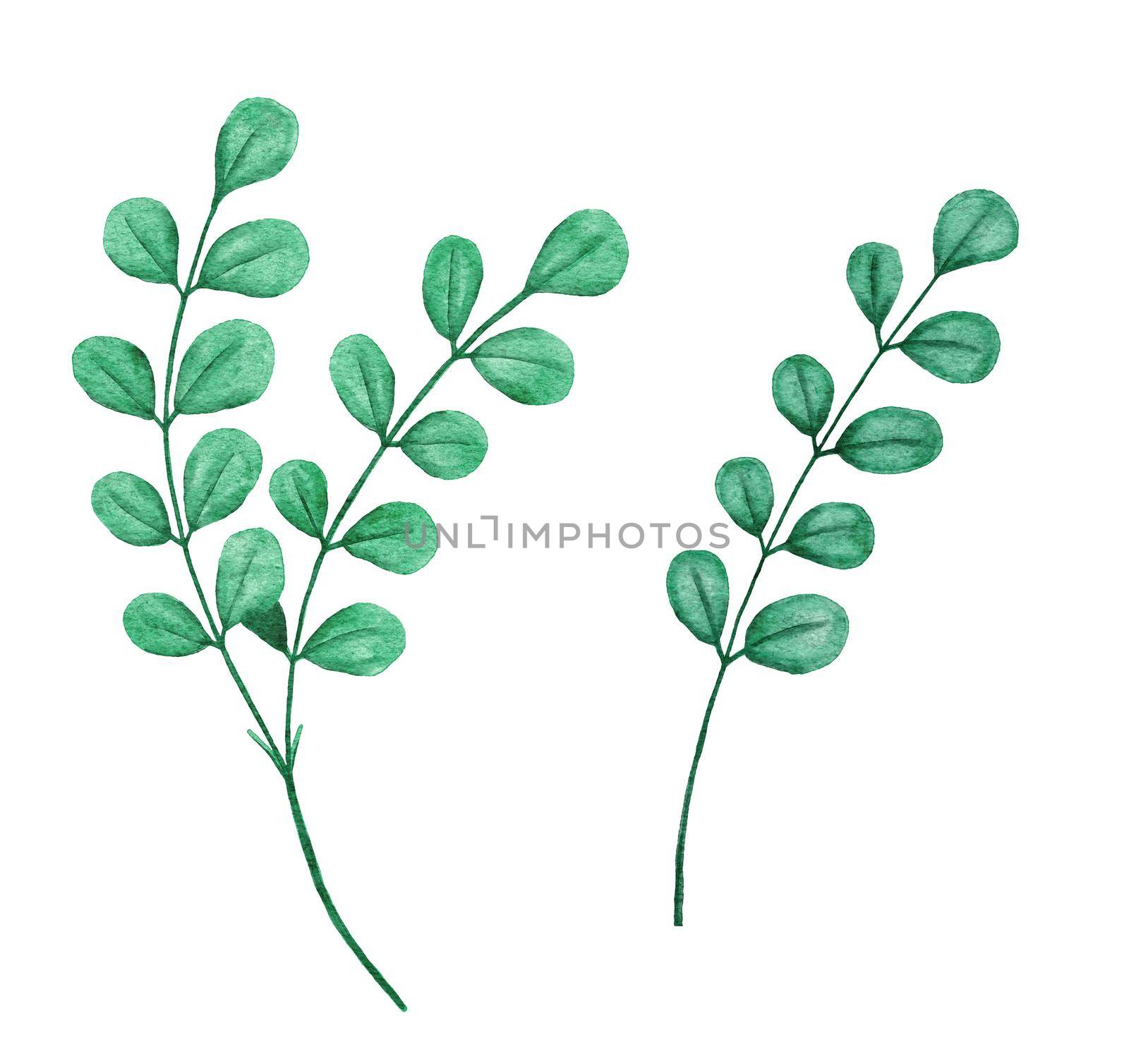 Watercolor hand drawn illsutration of green leaves, rose leaf greenery, spring summer design for natural botanic concept print. Elegant plant branches with vibrant colors