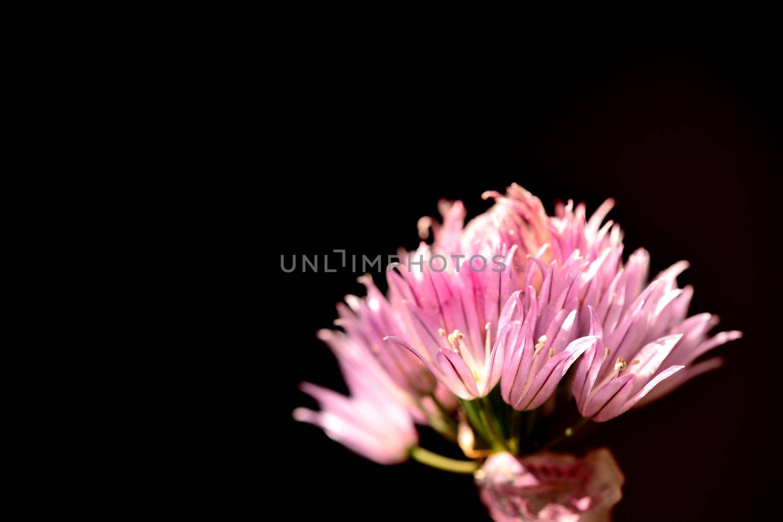 Blooming chive, closeup of the flower of the kitchen herb