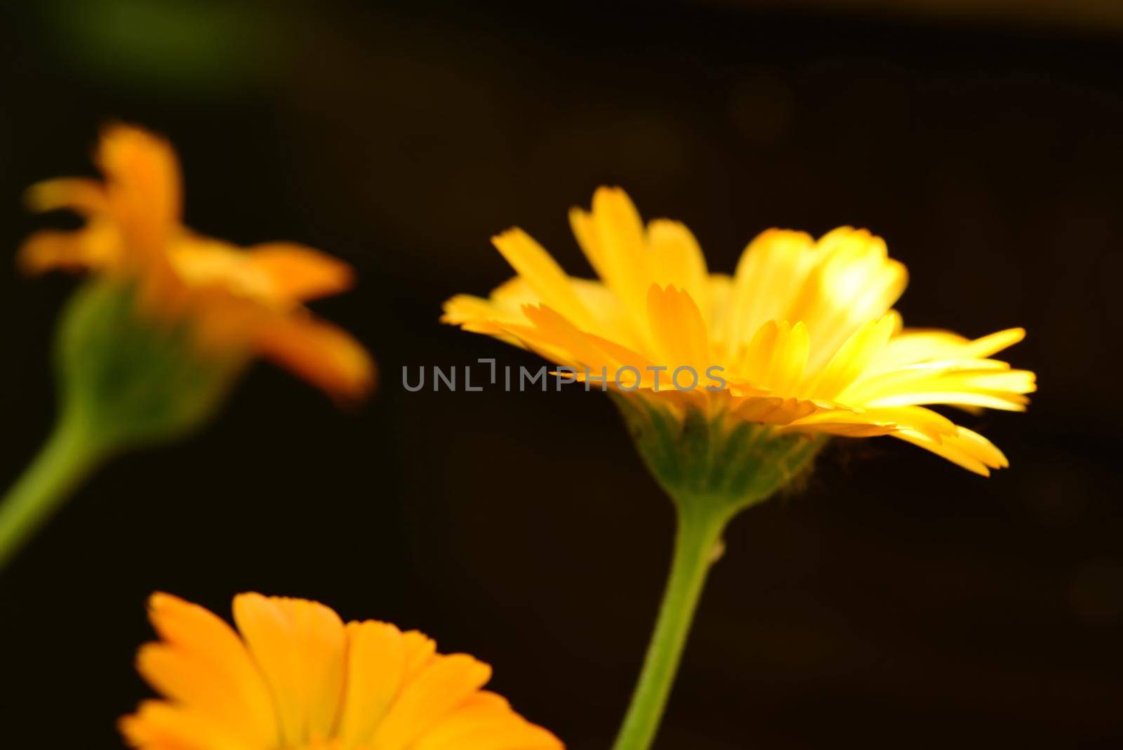 marigold, medicinal herb with flower by Jochen