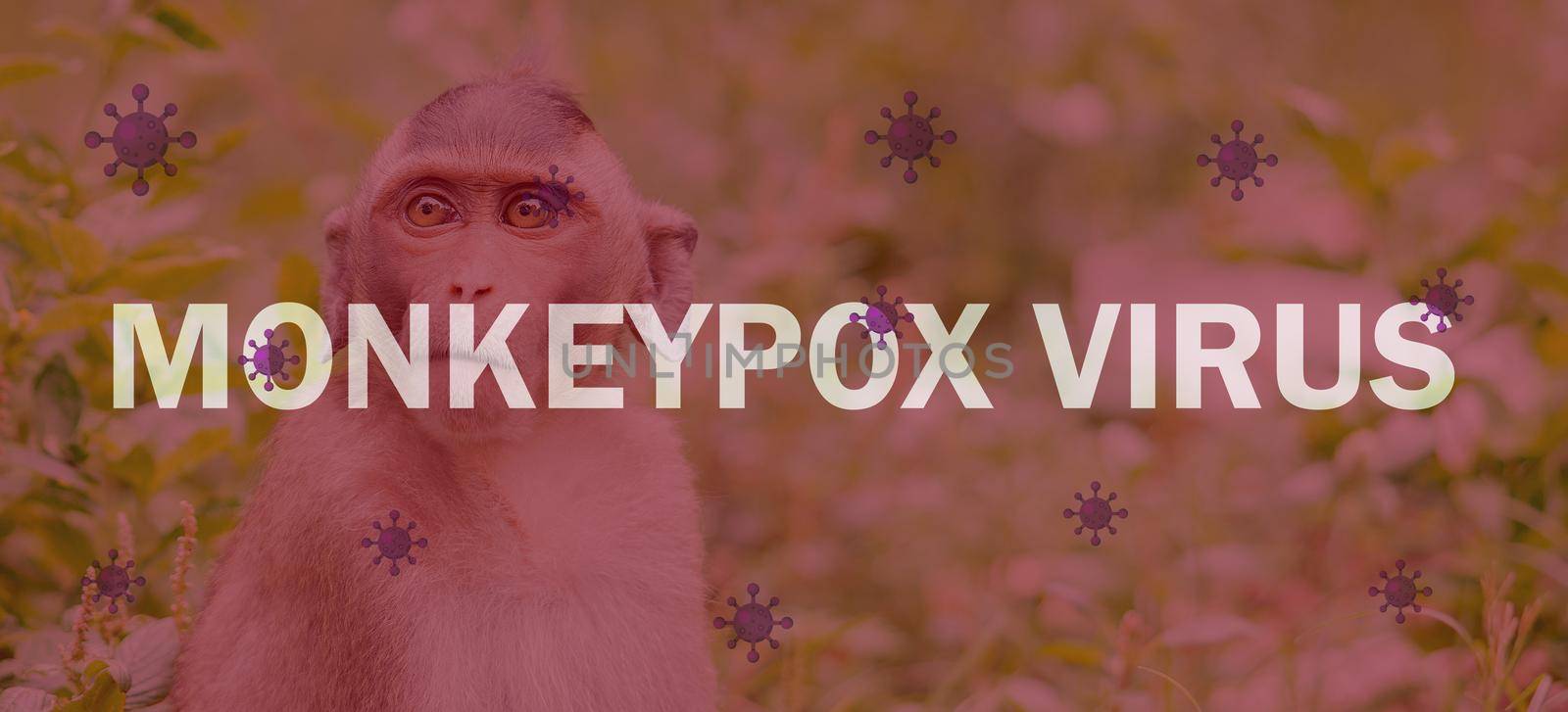 Monkeypox outbreak concept. Monkeypox is caused by monkeypox virus. Monkeypox is a viral zoonotic disease. Virus transmitted to humans from animals. Monkeys may harbor the virus and infect people. by Fahroni