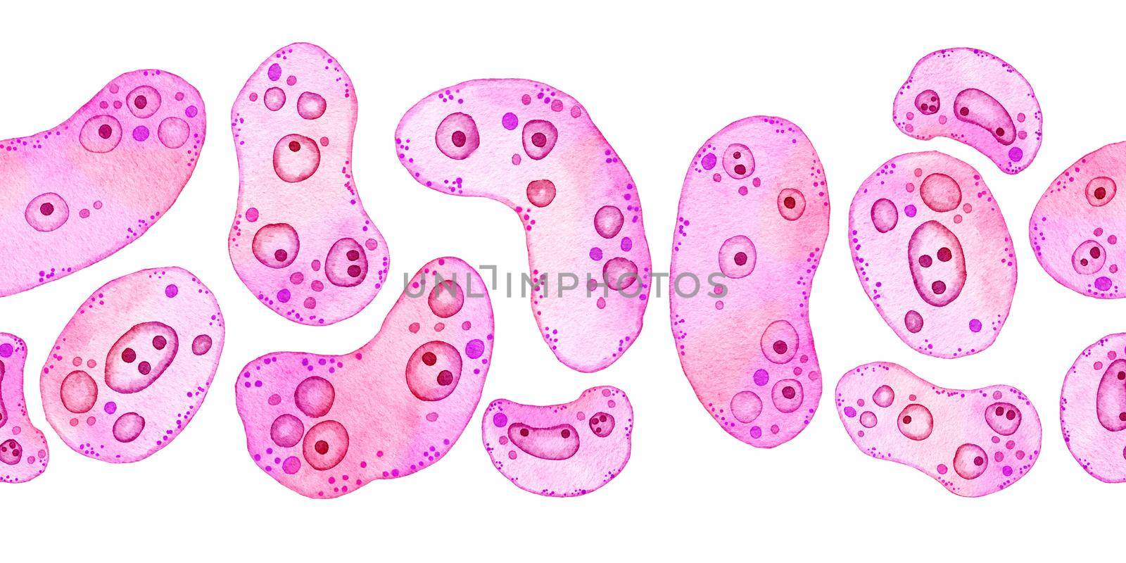Watercolor horizontal seamless border of pink purple cells microalgae microorganisms, microscope bio algae. Concept for cosmetics medicine healthcare print design. Pastel ameoba bacteria, soft oval round shape. by Lagmar