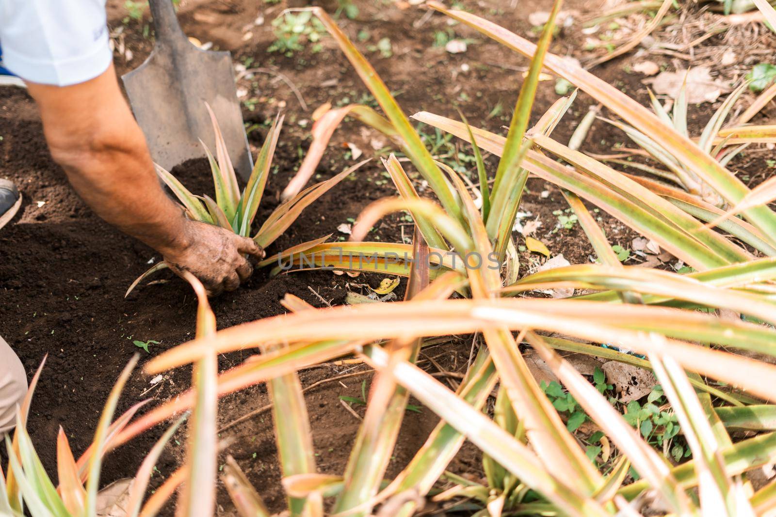 Closeup to the hand of a peasant harvesting a pineapple in the ground with the help of a shovel en Masaya Nicaragau