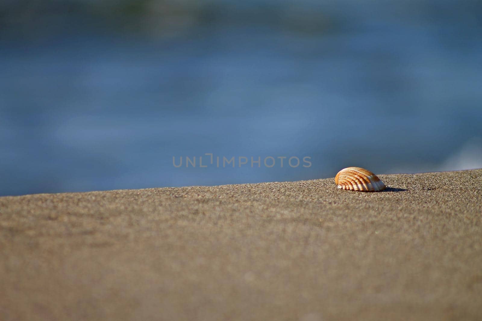 Sea Shell on the sand by Jacopo