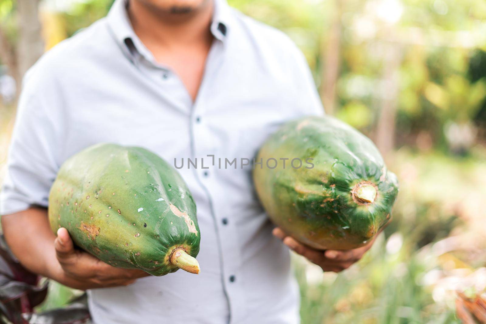 Unrecognizable man from Nicaragua on a farm holding papayas in his hands. Fruit production startup by cfalvarez