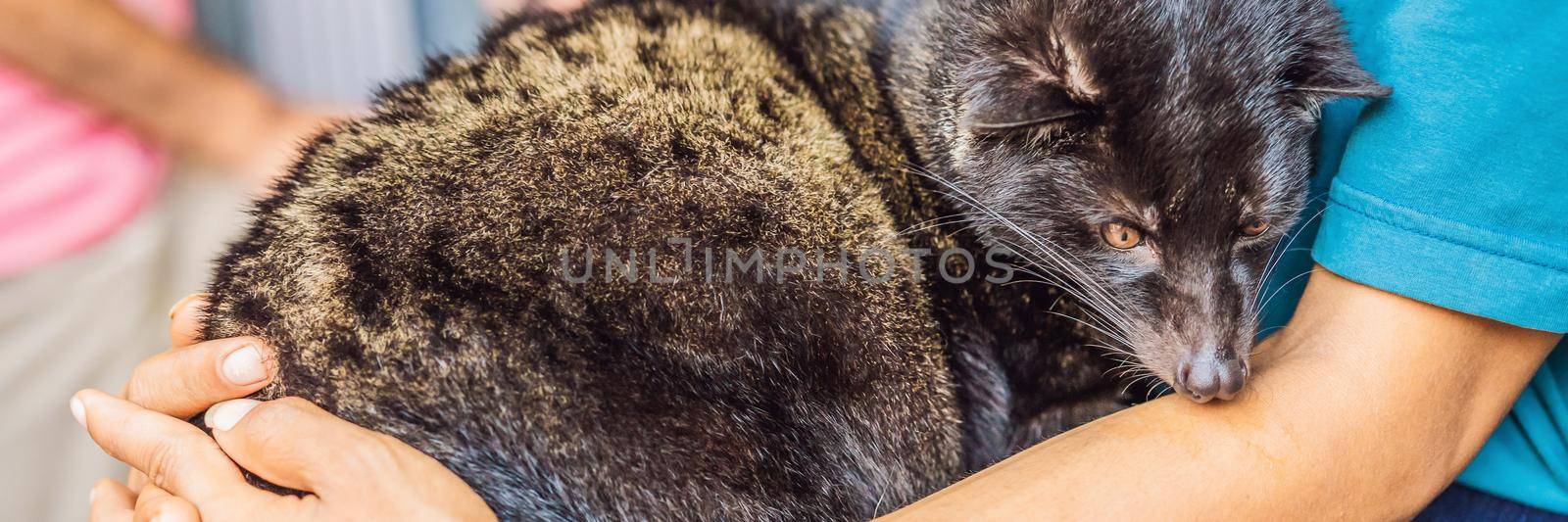 kopi luwak asian palm civet caffee, eyes closeup, most expensive coffee animal BANNER, LONG FORMAT by galitskaya