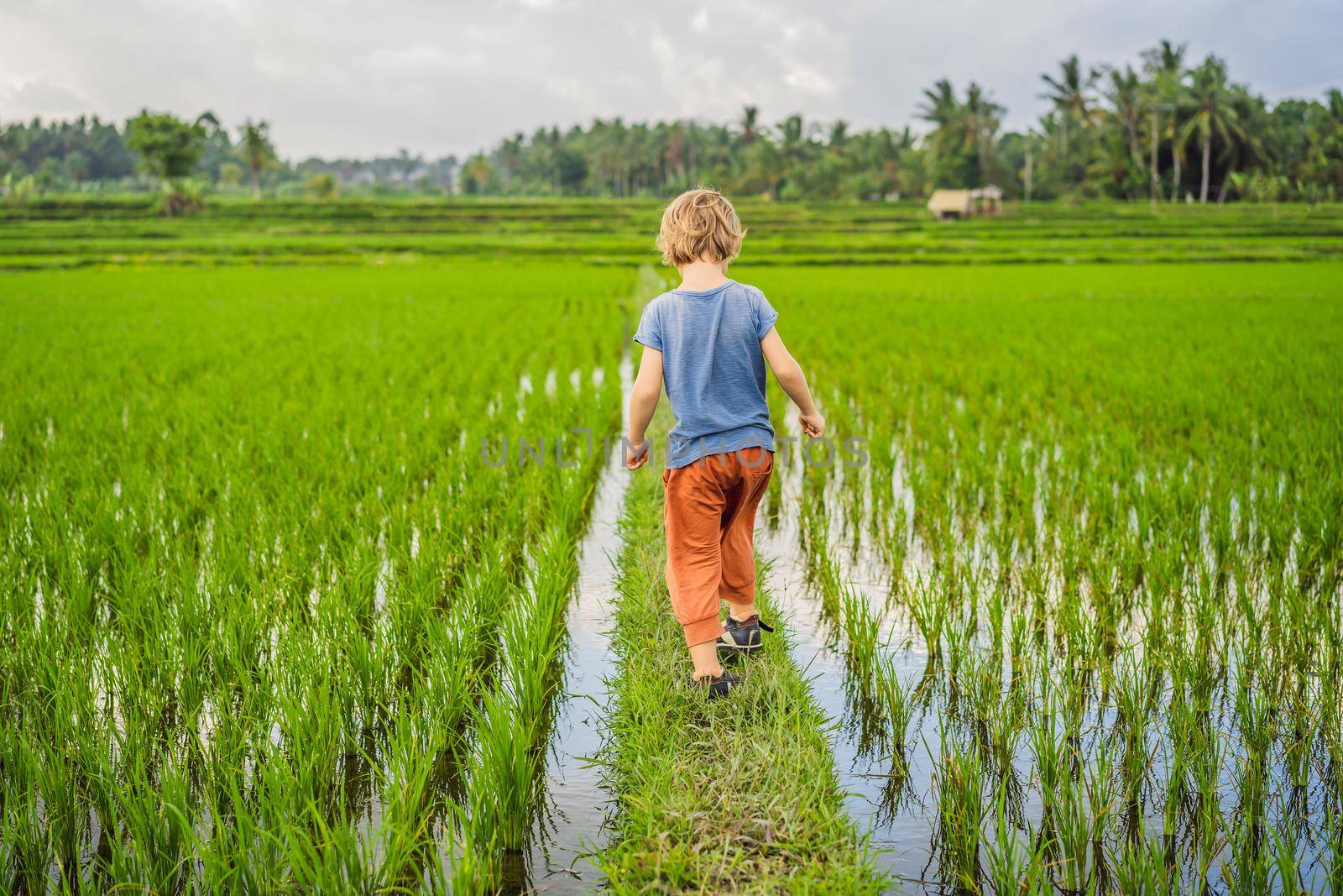 Tourist boy walks in a rice field. Traveling with children concept. Kids friendly place.
