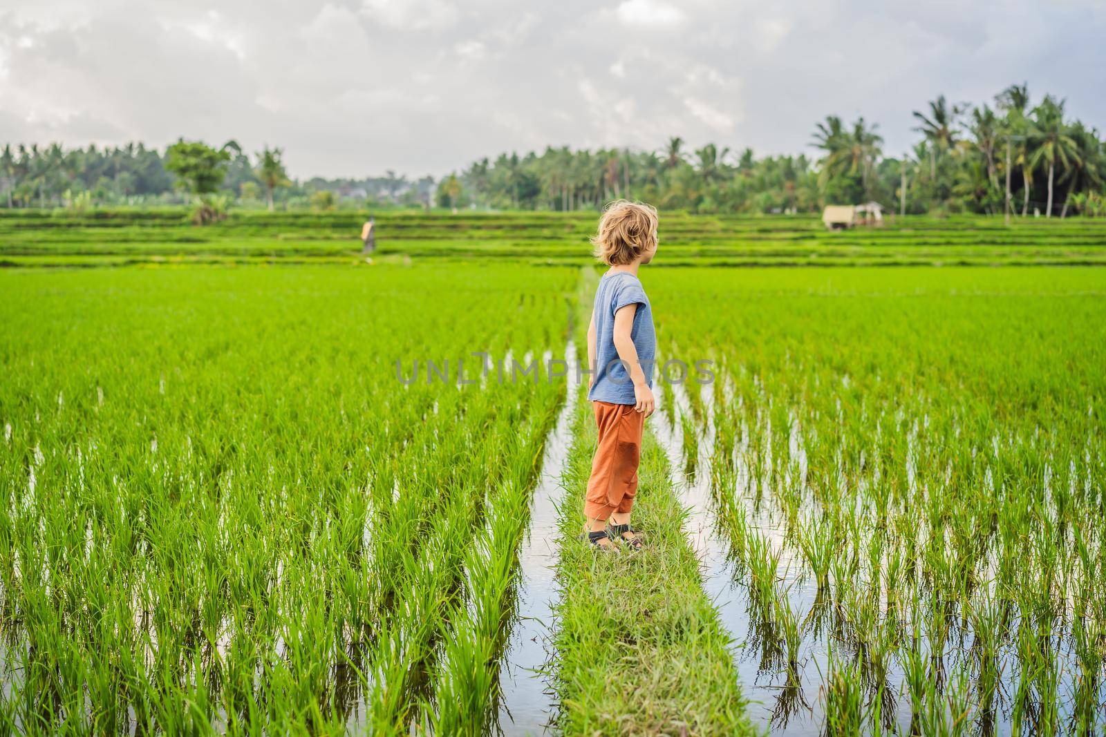 Tourist boy walks in a rice field. Traveling with children concept. Kids friendly place.