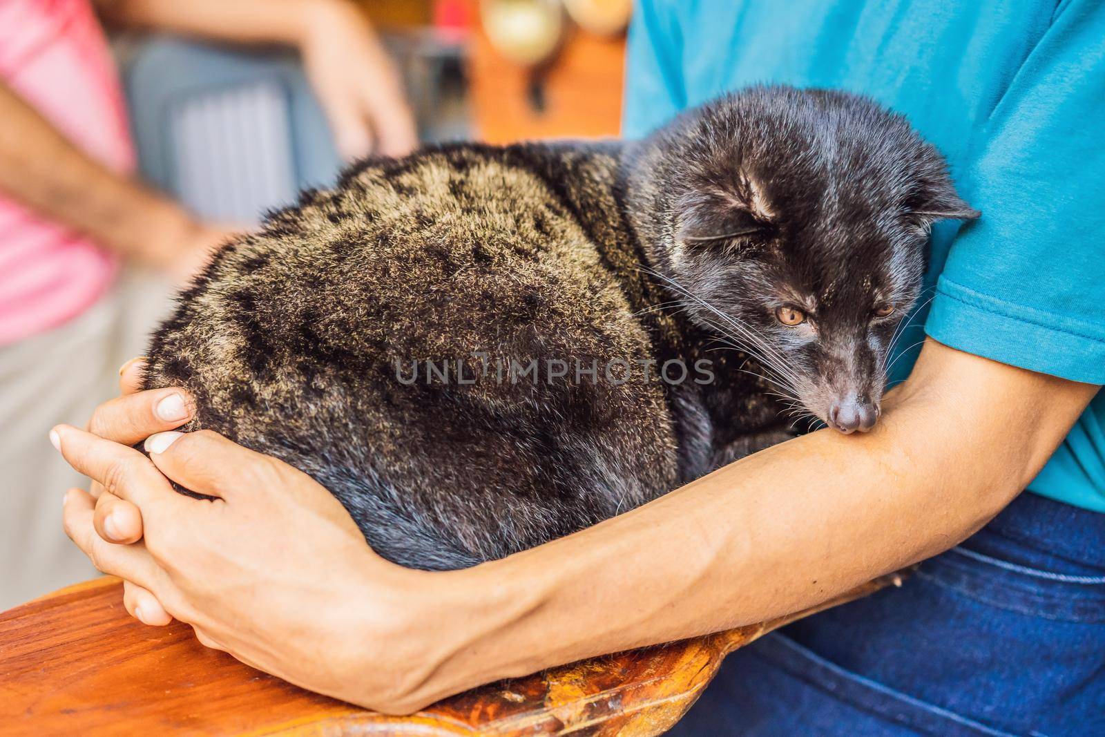 kopi luwak asian palm civet caffee, eyes closeup, most expensive coffee animal.