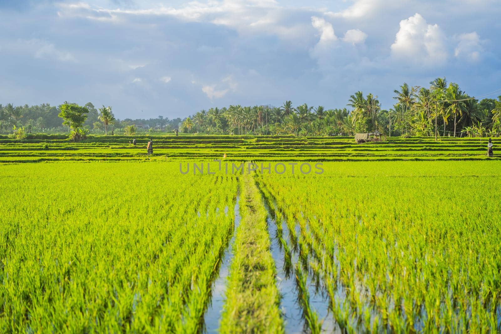 Rice field green grass blue sky cloud cloudy landscape background.