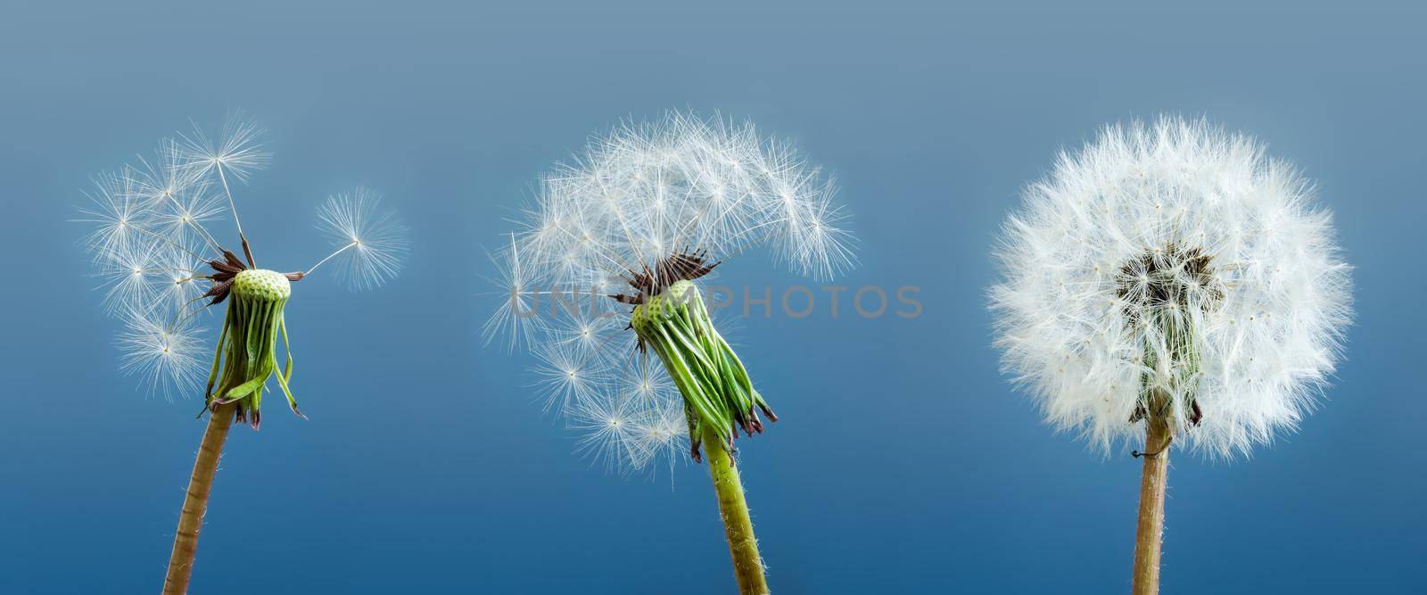 Dandelions as a symbol of mental state and stress. by designer491