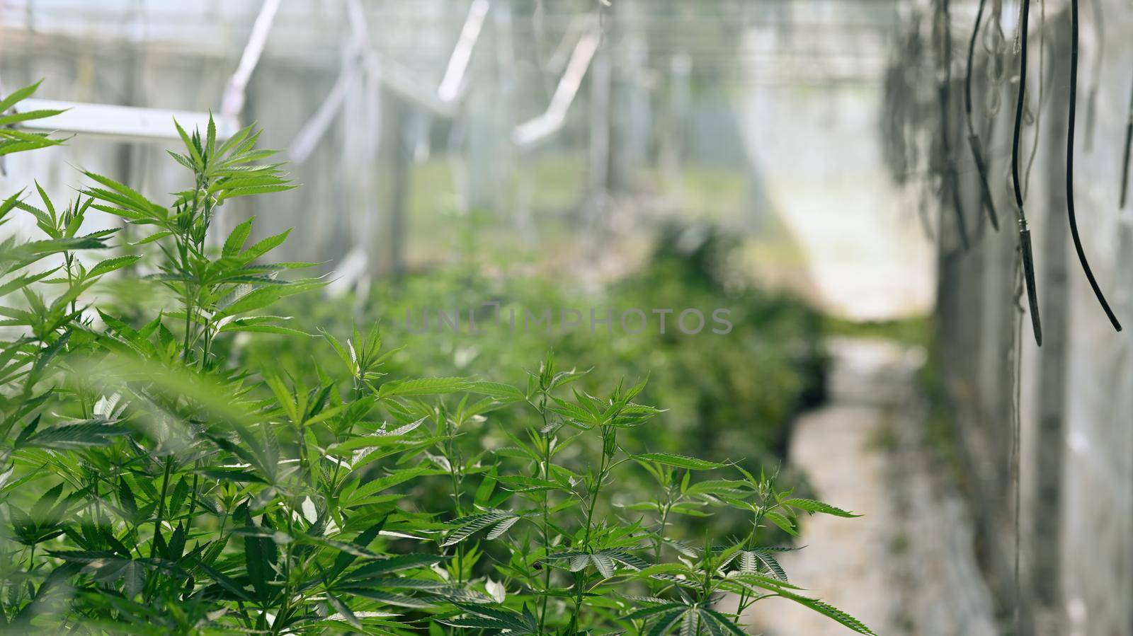 Growing organic cannabis in greenhouse. Alternative herbal medicine, health, hemp industry concept.