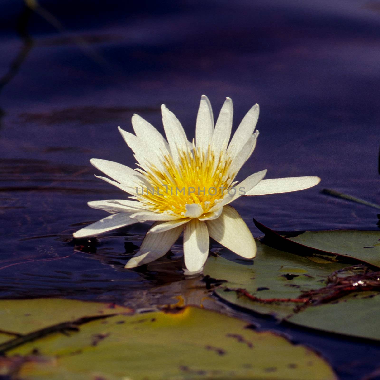 Waterlilly (Nymphea nouchali), Okavango Delta, Botswana, Africa