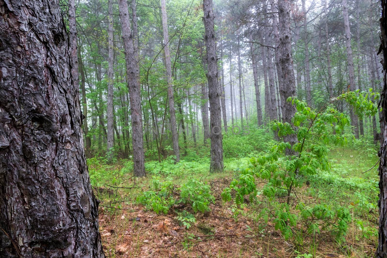 View inside of the foggy forest on the trees. Scenic foggy landscape