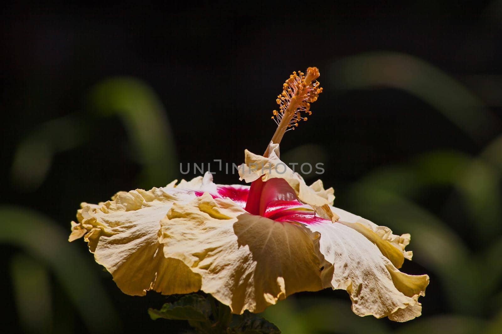 A close-up imager of a yellow Hibiscus flowe.