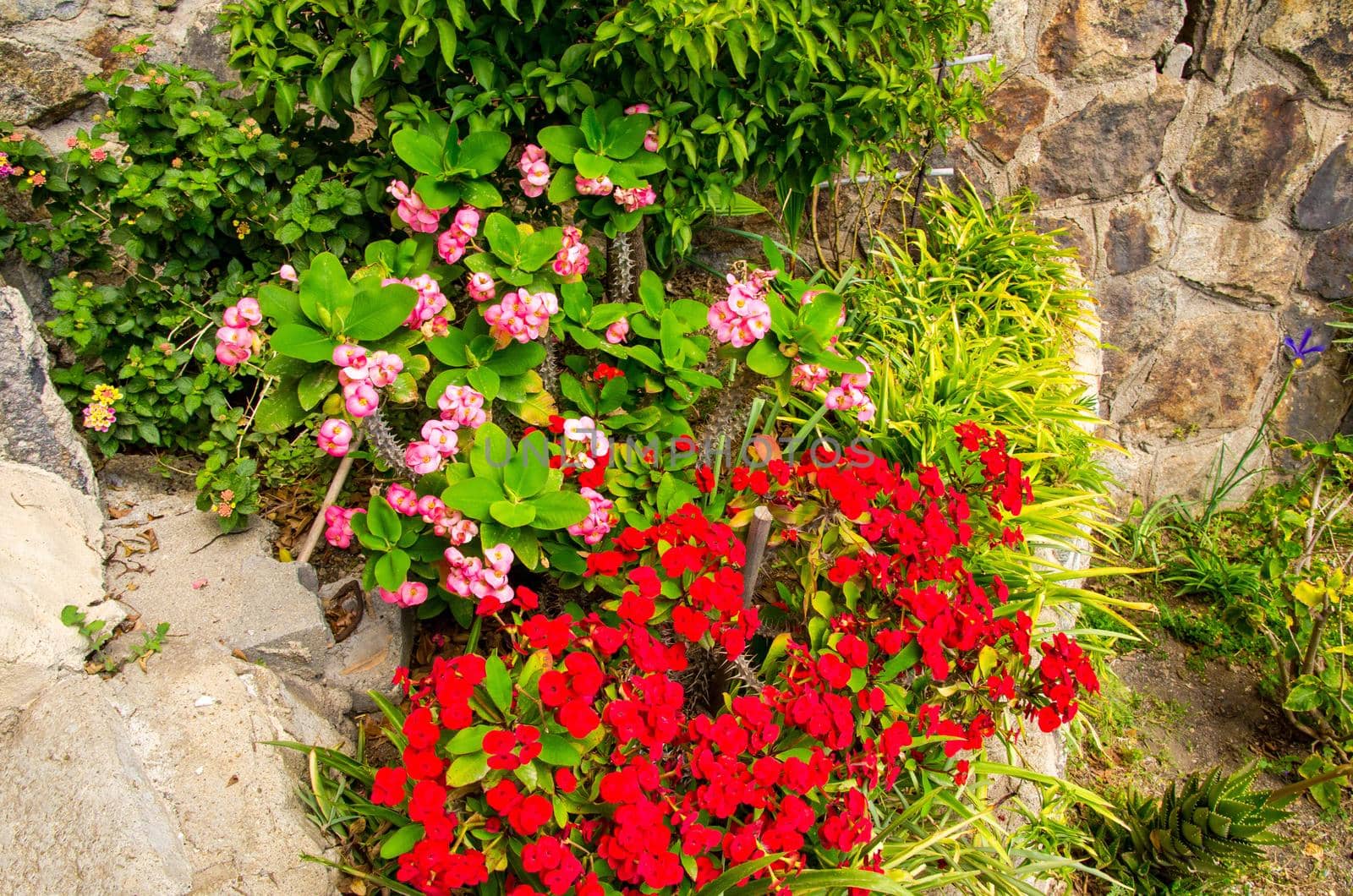 Red and rose small flowers with green leaves and grass on stone wall