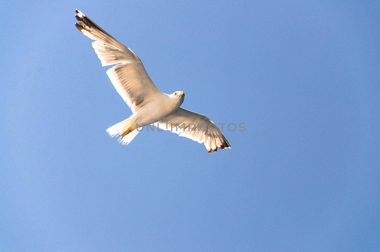 Seagulls in clear blue sky, Adriatic sea, Croatia