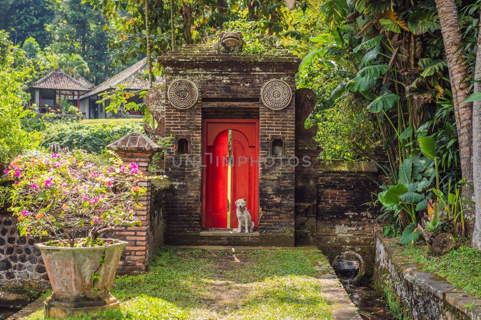 The dog sits on the background of a large red front door.