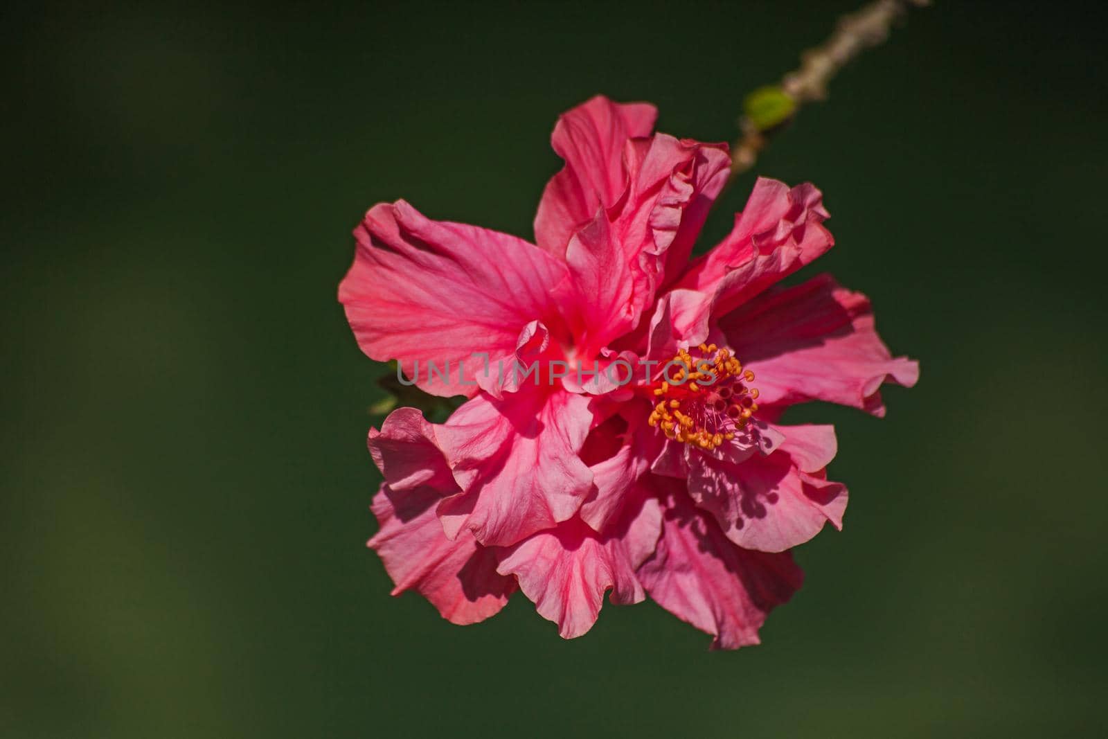 A pink Hibiscus flower on a dark background