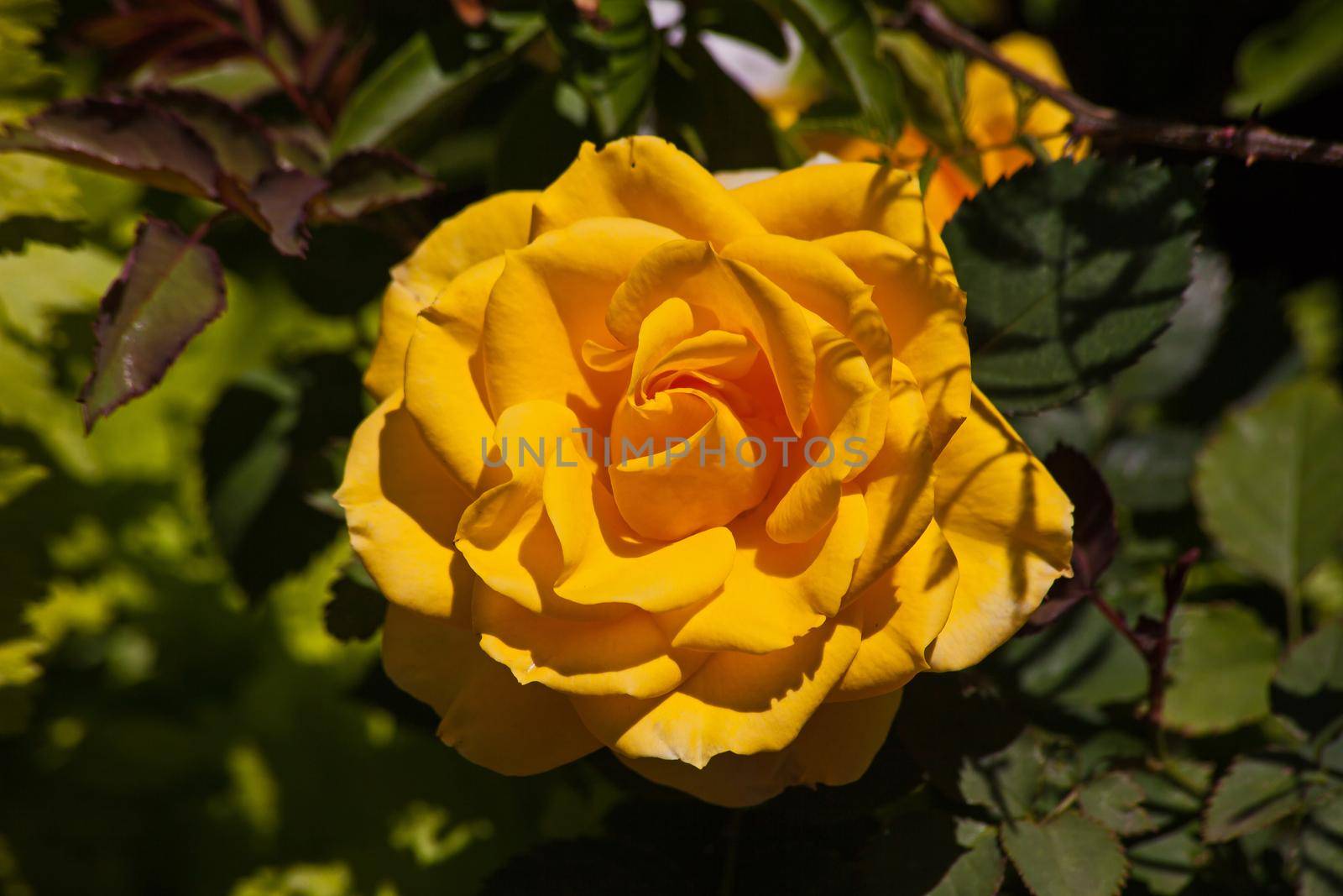Close-up image of a eyllow rose