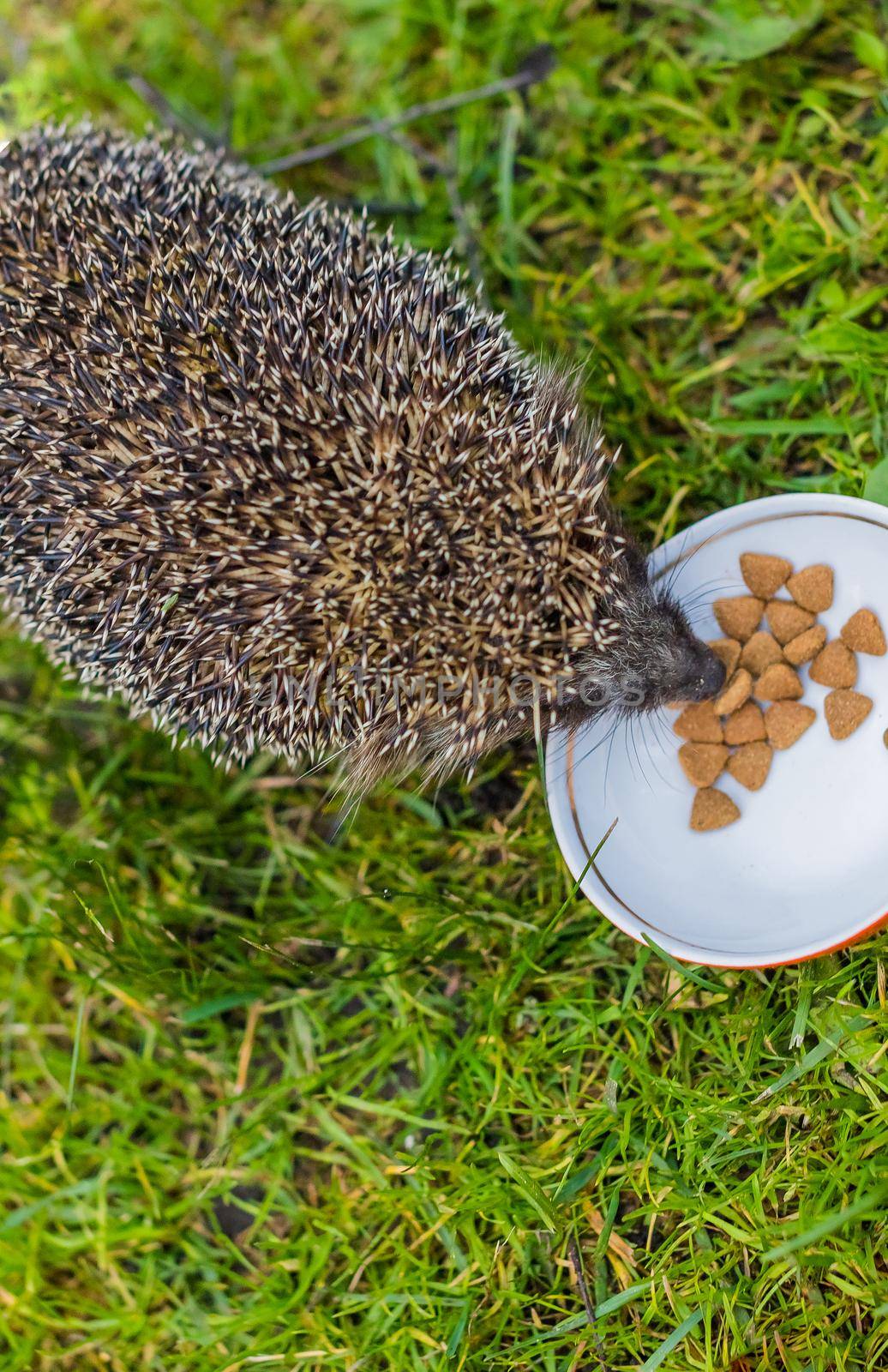 Wild Hedgehog eating from a dog bowl.Hedgehog eating dry cat food, summer garden.small grey prickly hedgehog gathering to drink milk or eat