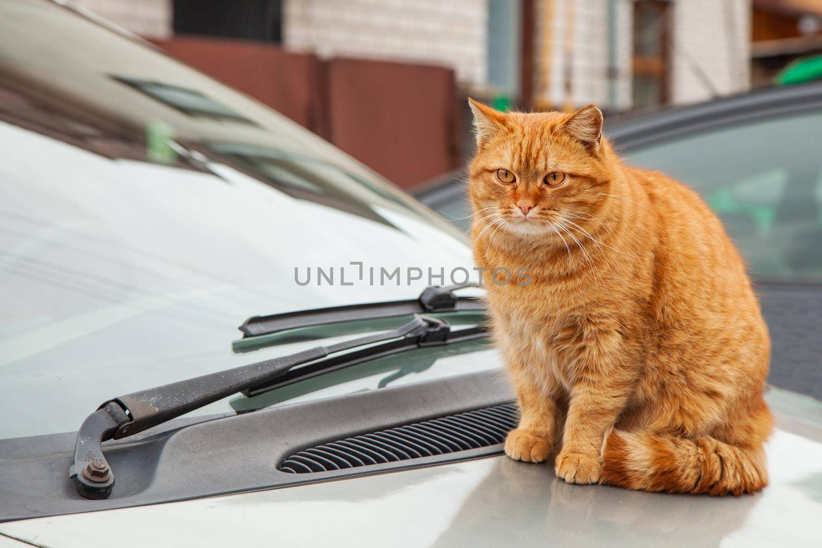 Red cat is sitting on the hood of a car. Ginger cat sitting on the car outdoors.