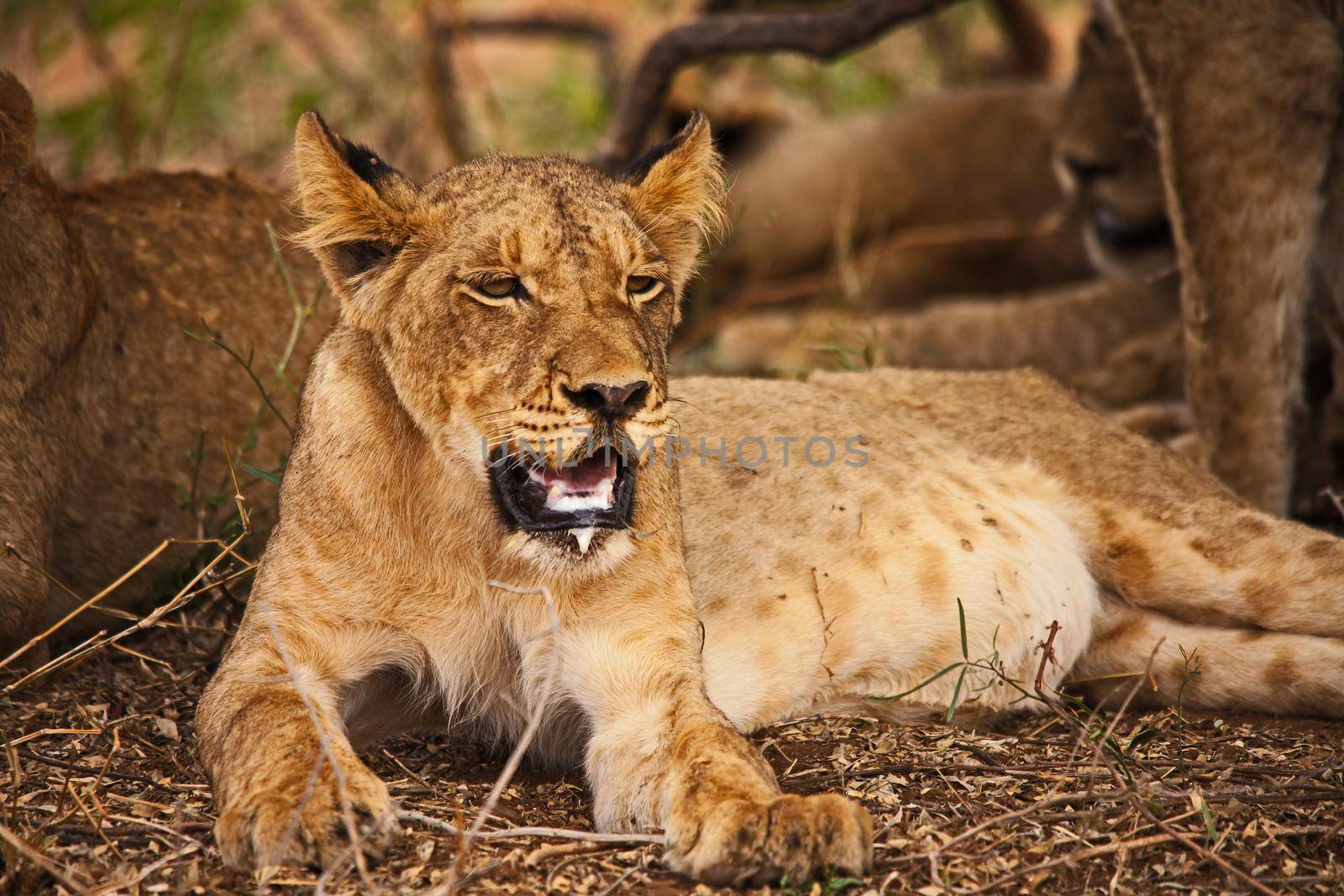 A group of sub-adult lion (Panthera leo) resting in the shade of a small tree on a very hot day in Kruger National Park. South Africa