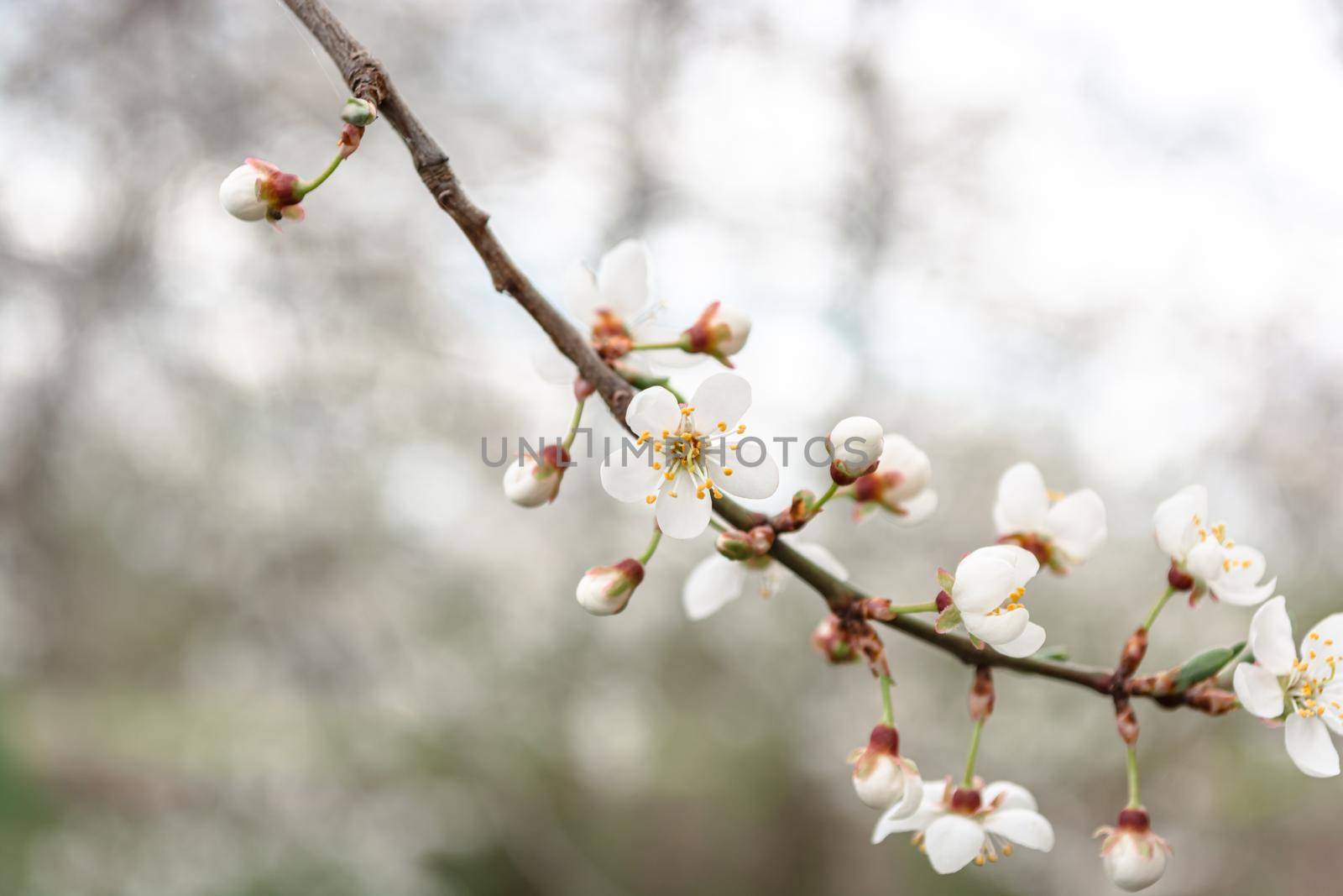 Blossoming apricot branch on a warm gray-green blurred background. Spring theme.