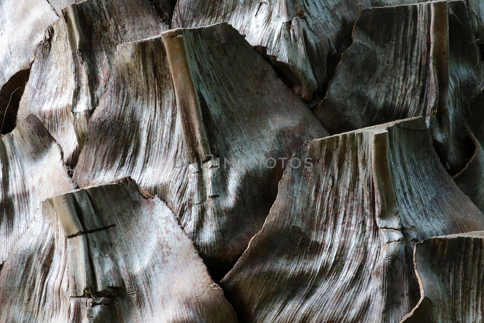 Close-up of an old palm or banana tree trunk, background