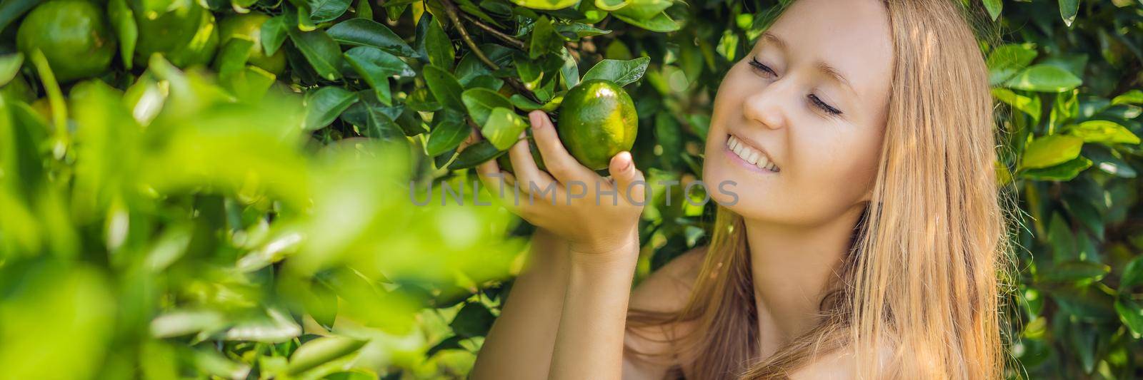 BANNER, LONG FORMAT Portrait of Attractive Farmer Woman is Harvesting Orange in Organic Farm, Cheerful Girl in Happiness Emotion While Reaping Oranges in The Garden, Agriculture and Plantation Concept.