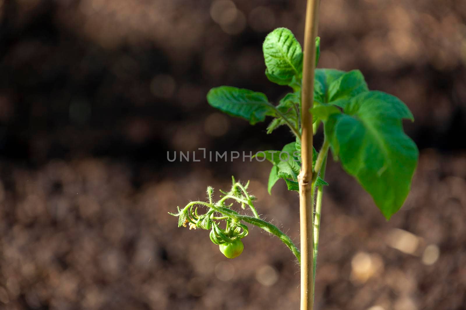 detail of green unripe tomatoes